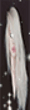 Bayan avatar